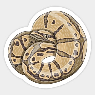 hypomelanistic ball python Sticker